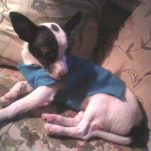 Meet your Posher, Judy